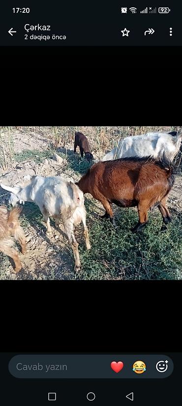 südlük inəklər: Salam bidenə temiz obir haş alpin 3 qarın doxub qurudub bir denə de — 3
