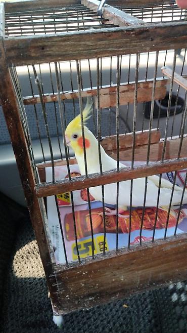 Tutuquşları: Ayaqlari üzüklü Əl quşlari ağlar45-50 Azn Bozlar 35 Azn vitaminli — 24