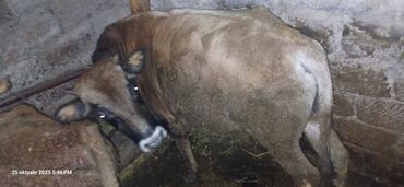 simmental inəklər: Erkək, il: 2, 120 kq, Ətlik, Ünvandan götürmə