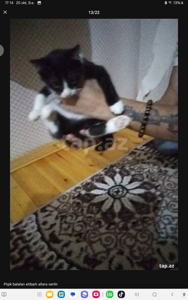 Pişiklər: Yaxşı əllərə — 8