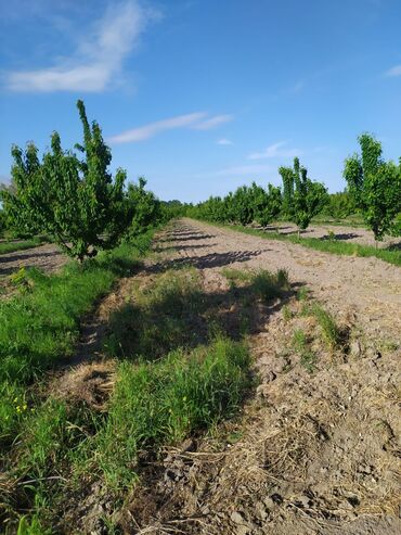 xacmazda findiq bagi satilir: 122 sot, Biznes üçün, Mülkiyyətçi, Kupça (Çıxarış)