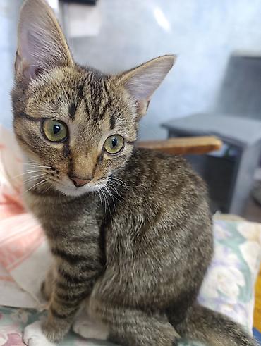 кошки отдам даром: 2 месяца, Мальчик, Приучена к лотку — 2