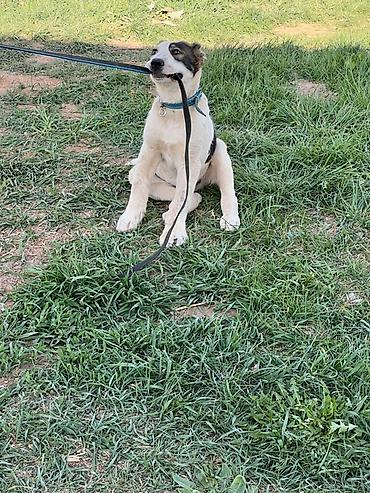 Продажа собак: Алабай, 3 месяца, Самец, С прививкой — 9