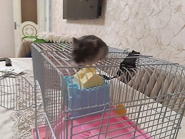 Qəfəslər: Siçan/hamster ile 2 mərtəbəli!qəfəs dəsti 'qızdı yemək və qumu ile — 10