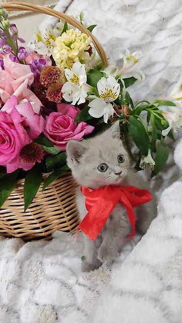 Pişiklər: Britan, Dişi, Pulsuz çatdırılma -da lalafo.az — 4 Pişiklər: Britan, Dişi, Pulsuz çatdırılma — 4