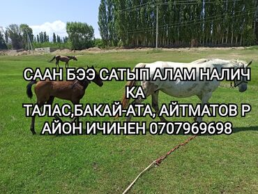 клеточное оборудование для кур несушек: Сатып алам | Жылкылар, аттар
