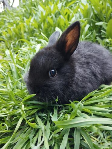 Декоративные кролики: Продаю декоративного кролика Рождённый 5 марта Только самовывоз В