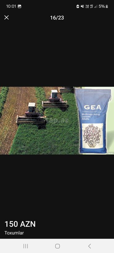 Toxumlar: Məhsul: Toxumlar – ALIZE F1 qarpız toxumu - Brend: KNOWN-YOU SEED — 6