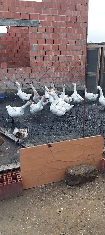 qaz sekli: Satılır: ev quşları – qaz və ördək 12 ədəd qaz= 1 ədədi 40 azn - Növ — 1