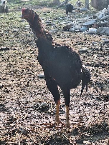 Другие животные: Другие животные — 2