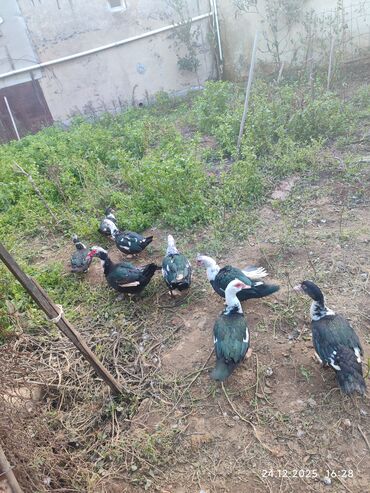 Ördəklər: Dişi, | Lal ördək, Ətlik — 3