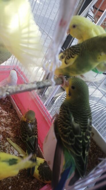 Tutuquşları: Papuqaylar 9azn Papuqay qəfəsləri 9azn Təzə qəfəslərdi 9-azn -da lalafo.az — 9 Tutuquşları: Papuqaylar 9azn Papuqay qəfəsləri 9azn Təzə qəfəslərdi 9-azn — 9