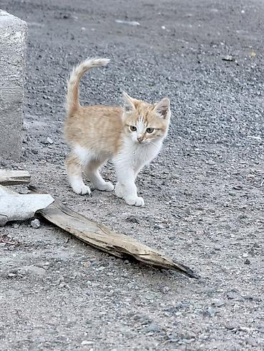 Отдам даром кошку: Котята, помёт из 4 хвостиков. - Окрас: три светло-серых с серебристым — 4