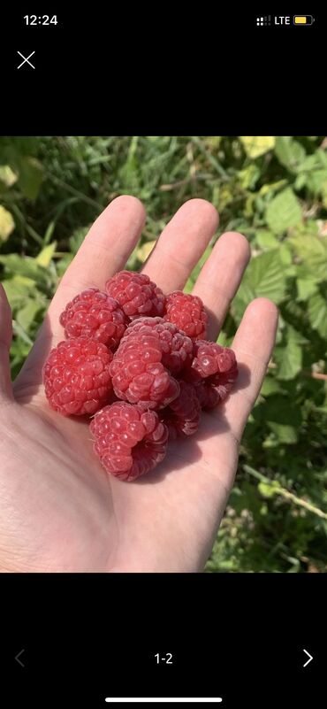 семена комнатных цветов в бишкеке: Малина кочот сатылат 11 сомдон озунор казып кетсенер арзан болот