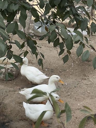Ördəklər: Ağ Pekin ördəkləri – ev quşu Ördəklər 6 aylıqdır. 3 ədəddir, 1-i — 5
