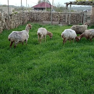 Qoyunlar, qoçlar: Ətlik qoyunlar təcli satılır — 2