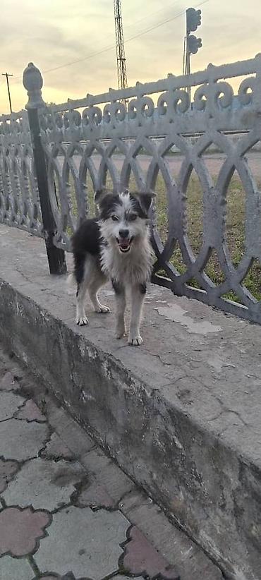 собака колли: Собака даром: Дворняжка, 1 год, Самка, С прививкой — 5