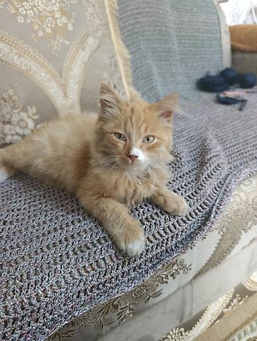 кошки кант: Кошка даром: Беспородная, Мальчик, Приучена к лотку — 1