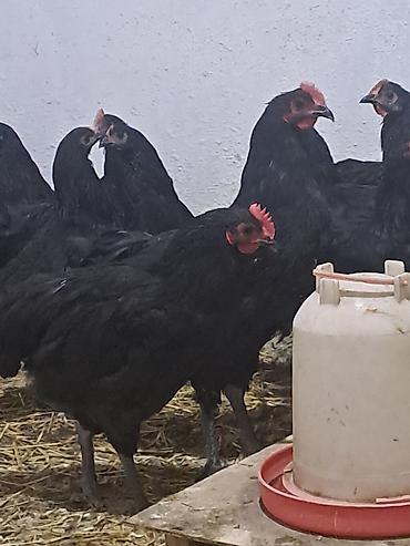 damazlıq heyvanların satışı: Təmiz qan avstrolop çolpalar satılır.Yalnız xoruzlar satılır çox — 3