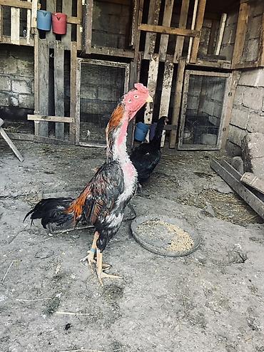tap az goyercin satisi: Təmiz qan heyvanların mayalı yumurtaları satılır. Xoruz təmiz qan — 1