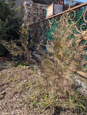 Декоративные деревья: Саженцы деревьев: Туя, Береза, Самовывоз, Бесплатная доставка, Платная доставка