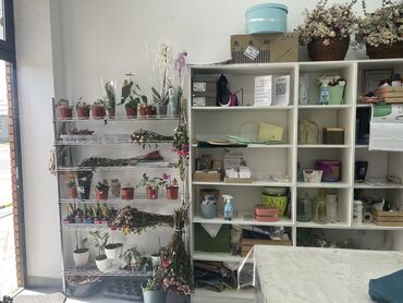Другие комнатные растения: Продаю готовый цветочный бизнес первая линия большой поток все