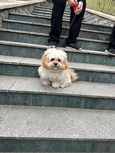 Другие товары для животных: Maltipu – 2 yaş, peyvəndləri olunub. - Cins: Maltipoo (Maltese x — 4