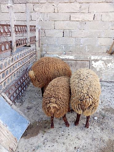 Qoyunlar – yerli cins, quyruqlu (yağlı quyruq), qəhvəyi və