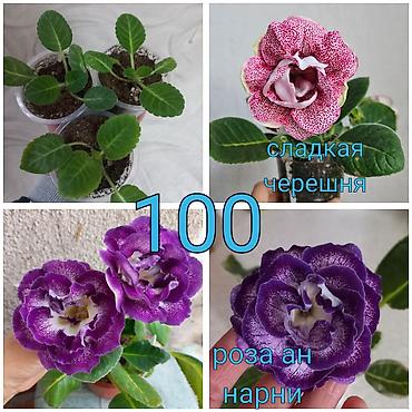 Бегонии: Бегонии и абутилон — укоренённые саженцы в стаканчиках/горшочках. 1) — 11