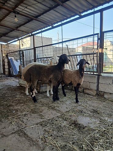 iri buynuzlu heyvan: Qoyunlar – 3 baş - Cins: ehtimalən yerli qaragül/qarabaş tipli — 2