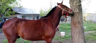чип для животных: Продаю | Конь (самец), Жеребец | Конный спорт