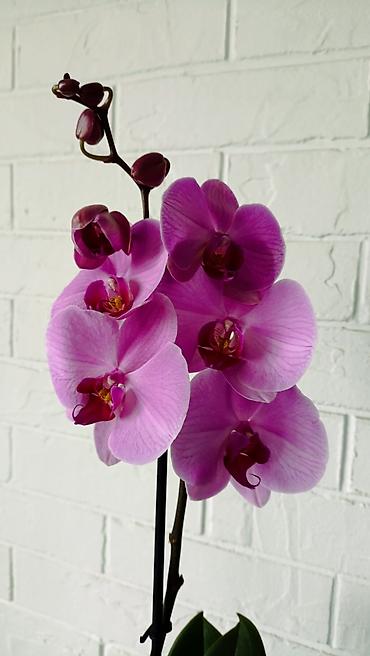 Орхидеи: Большой выбор сортовых орхидей. высота растений 70 см — 4