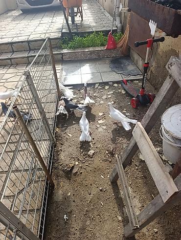 Quşlar: Ev göyərçinləri – müxtəlif rəng və naxışlarda xalça, ağ, qara-ağ — 7