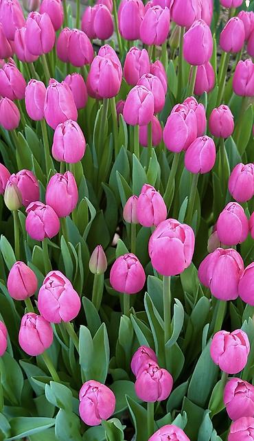 Цветы из бисера: Принимаем предзаказ тюльпанов!!! Успейте заказать!!! До 3 марта 110 — 3