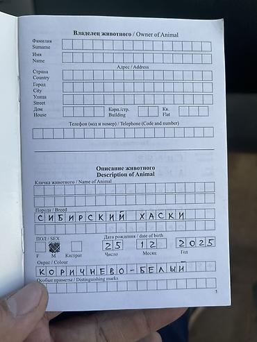шинок хаски: Сибирский хаски, рыже-белый окрас, яркая маска на морде, голубые — 10