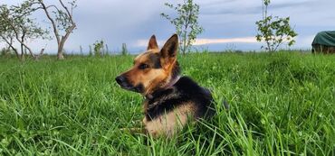 Собаки: Пропала собака в районе совхоза Ала-тоо, немецкая овчарка 3 года