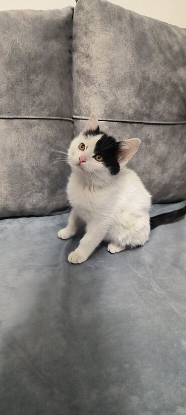 Pişiklər: Erkək, Yaxşı əllərə -da lalafo.az — 8 Pişiklər: Erkək, Yaxşı əllərə — 8