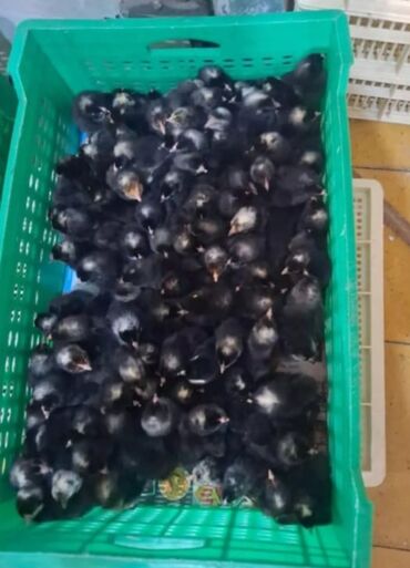 золотая шиншилла баку: Xarkov cücələr bütün rayonlara çatdırma pulsuzdur kim isdese buyrub