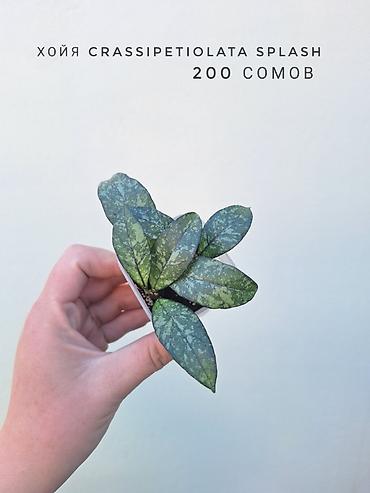 на 23 февраля подарки: 💚 Комнатные растения (детки/молодые растения). 🪴 Названия и цены — 10