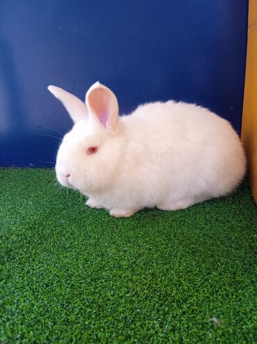 декоративный кролик цена: Продаю крольчат породы новозеландские возраст три месяца на последнем