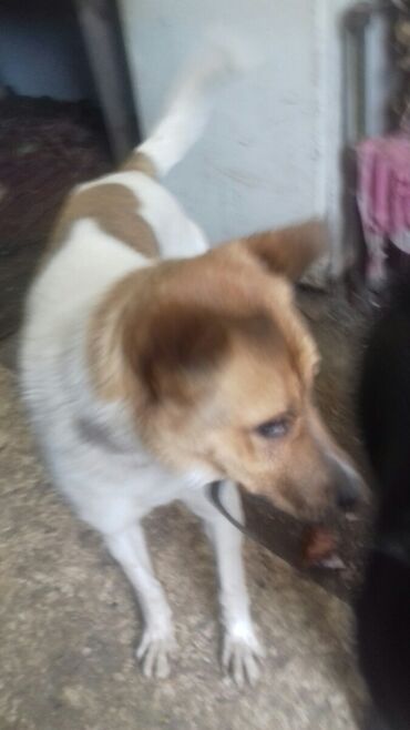 сибирский лайки: Собаке 10 месяц : девочка Анэта. Красавица,добрая,ласковая,игривая