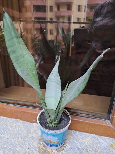 Otaq bitkiləri: Сансивьера голубая — 10