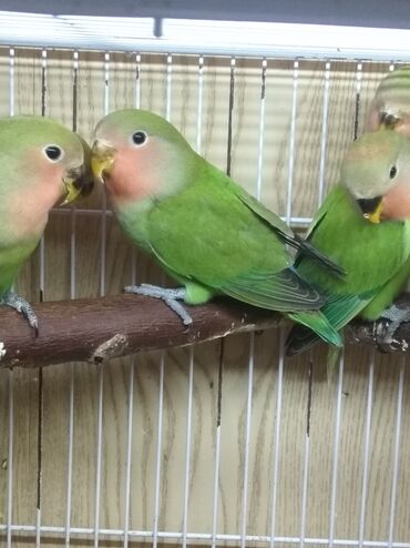 Tutuquşları: Tutuquşu popuqay fişer nerazlucnik 1-3 aylıq balalar — 7