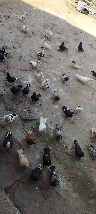 tap az xaski: Salam olsun özne hörmət edənlərə göyərçinlər hoptum satılır burda — 1