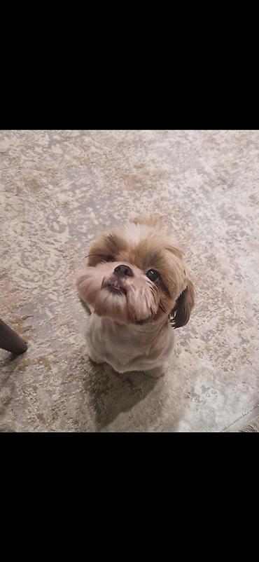 Продажа собак: ПРОДАЮТСЯ ЩЕНКИ ШИ-ТЦУ!!! 3 мальчика и 2 — 16