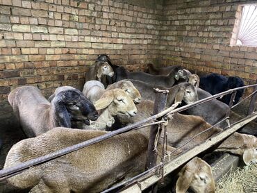 продам бу оборудование для птицефабрики: Сатам | Кочкор (эркек) lalafo.kg да продам бу оборудование для птицефабрики: Сатам | Кочкор (эркек)