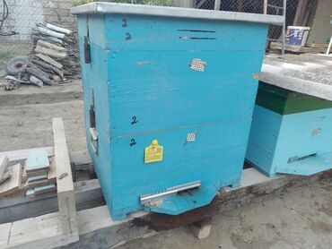 ari satışı azerbaycanda: Arılar satılır güclü arılardı boz qafqaz sortudu 8 ədəd arılardı 2