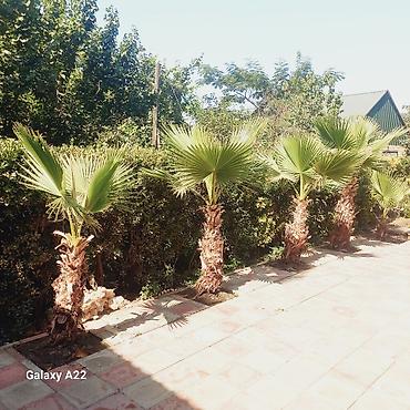 iran xurması ağacı: Washingtonia filifera dekorativ xurma ağacları - Növ: Washingtonia — 5
