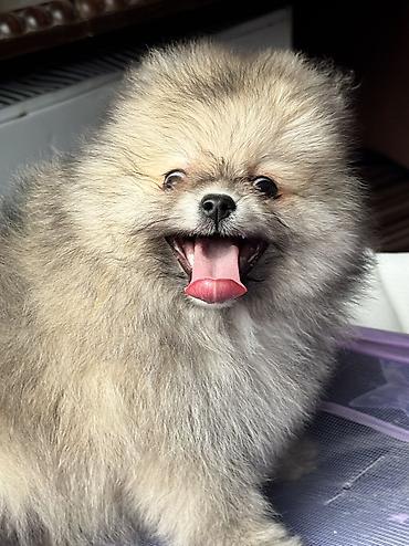 pomerian spits: Şpitz, 3 ay, Erkək, Peyvəndli, Ödənişli çatdırılma — 5