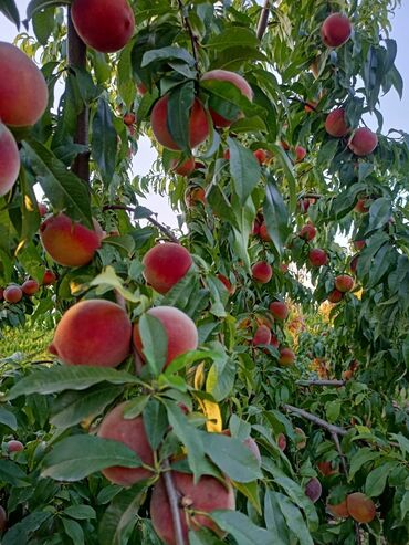 Tinglər: Telman Tingçilik – meyvə və ağac tingləri QEYD. şekildeki meyveler — 4